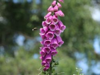 Heimischer Fingerhut, Digitalis purpurea, Containerware von Digitalis purpurea