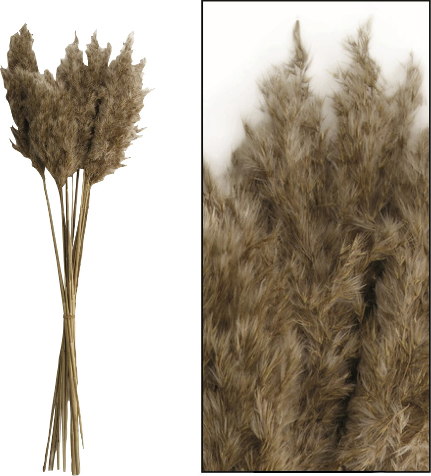 Dijk Schilfrohrfeder Wild natur 65 cm von Dijk Natural