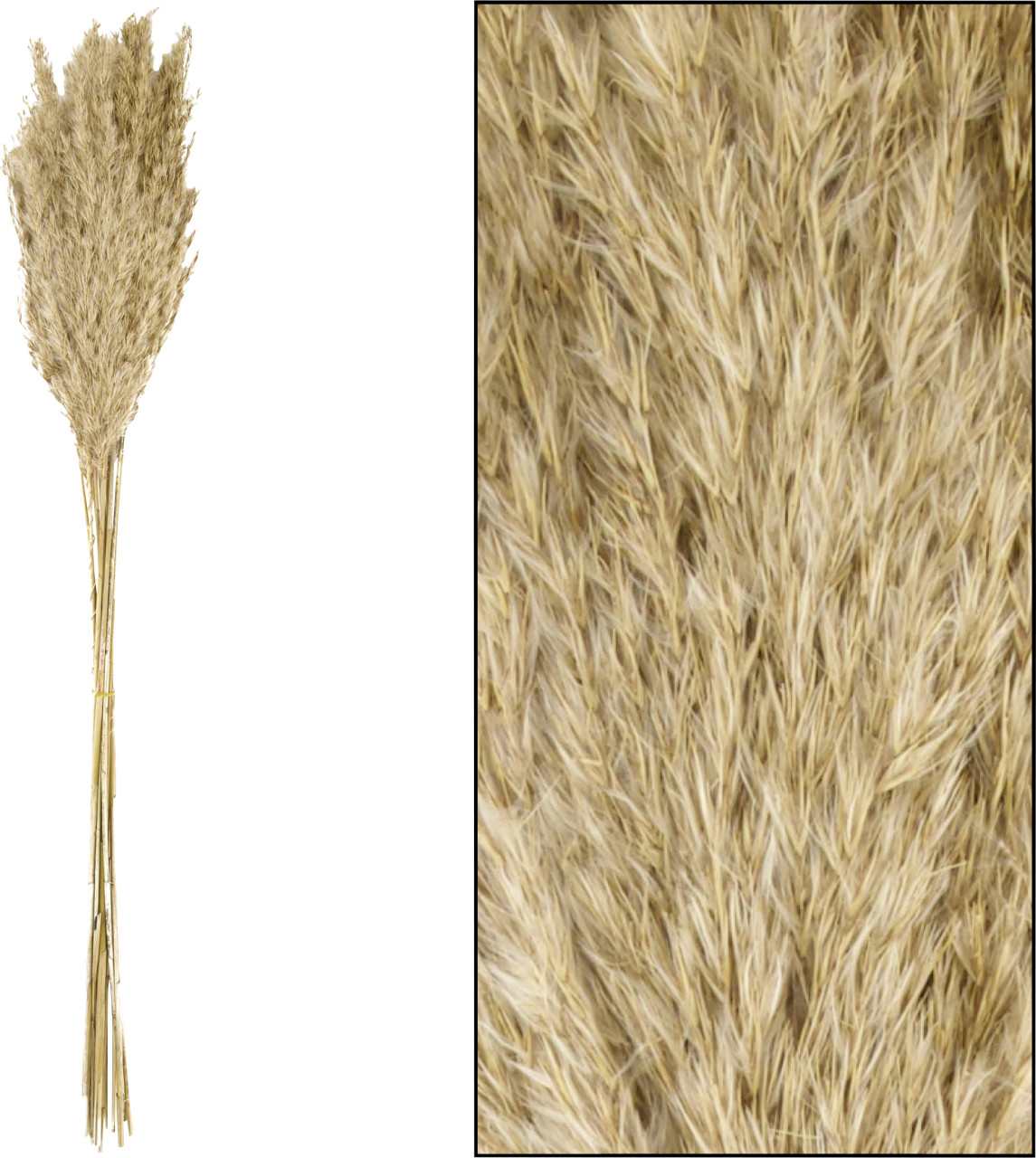 Dijk Schilfrohrfeder Wild natur 75 cm von Dijk Natural