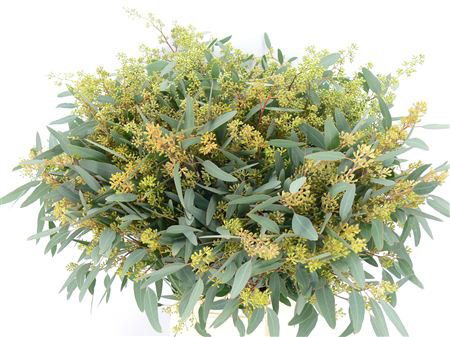 1 Bund Eucalyptus Populus mit Fruchtstand von Dillenberger Blumen