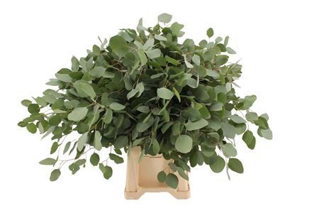 1 Bund Eucalyptus Populus von Dillenberger Blumen