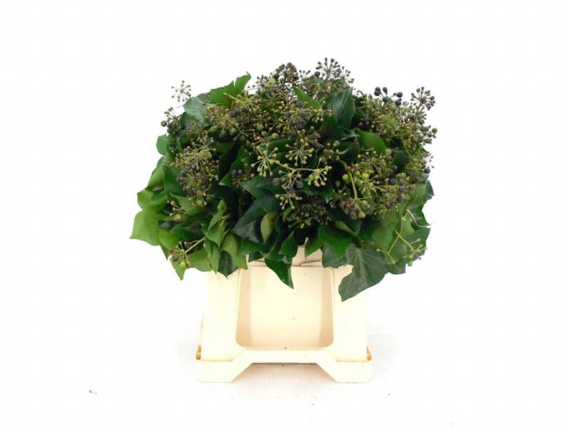 1 Efeu mit Beeren von Dillenberger Blumen