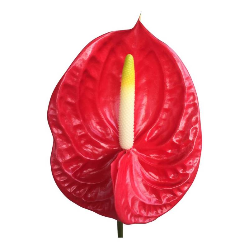 10 Anthurie Tropical (Rot) von Dillenberger Blumen