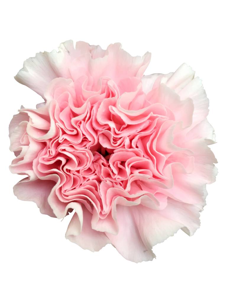 10 Edelnelken Rosa von Dillenberger Blumen