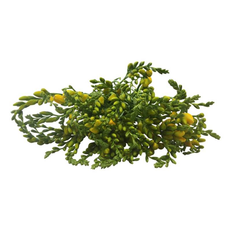 10 Freesien Soleil (Gelb) von Dillenberger Blumen