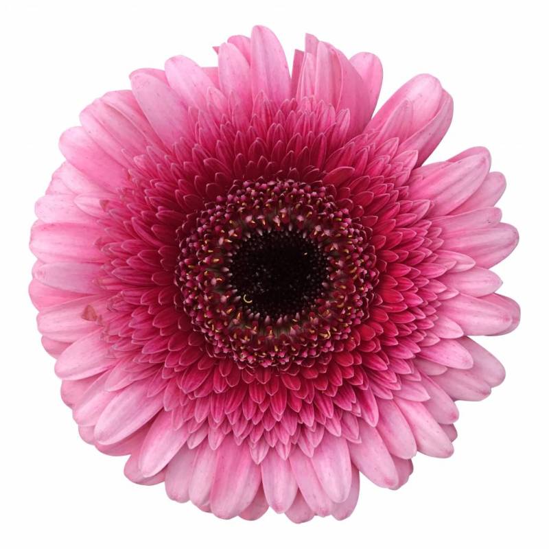 10 Mini Gerbera Isabelle (Pink) von Dillenberger Blumen