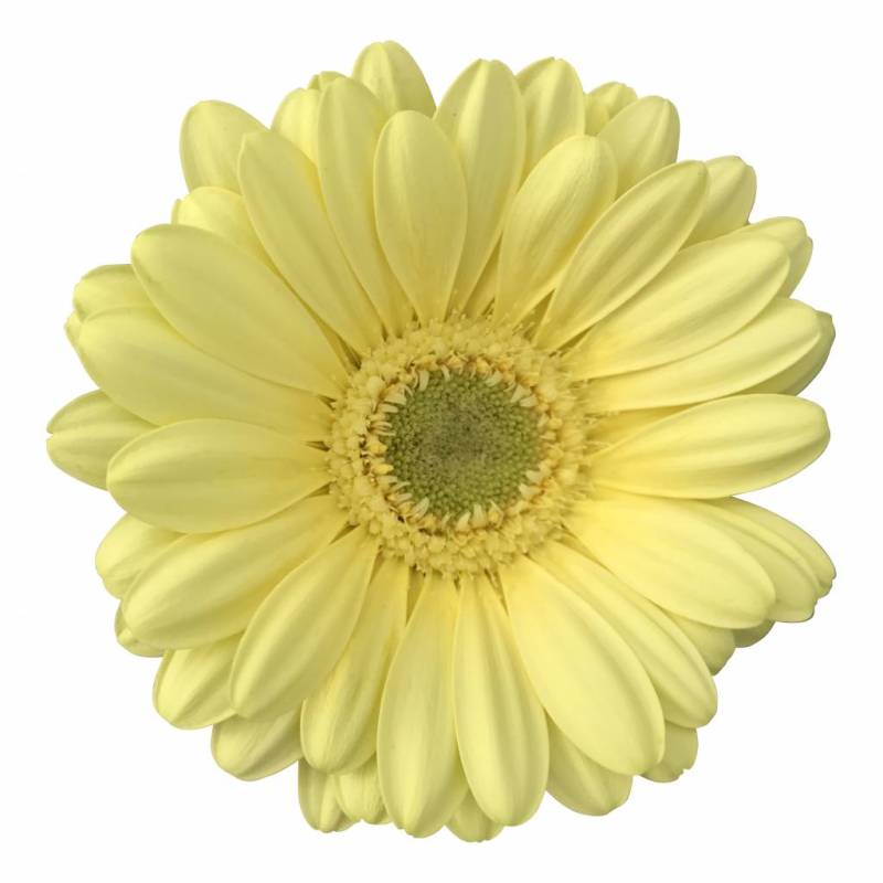 10 Mini Gerbera Lemon Ice (Zitrone) von Dillenberger Blumen