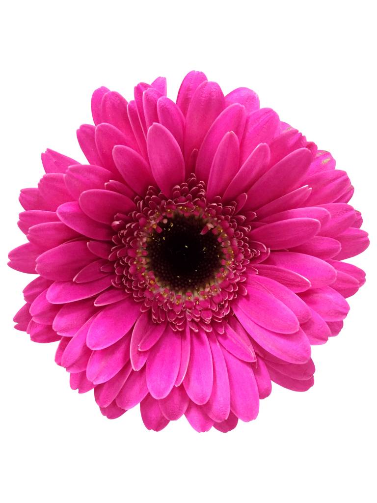 10 Mini Gerbera Whisper  (Pink) von Dillenberger Blumen