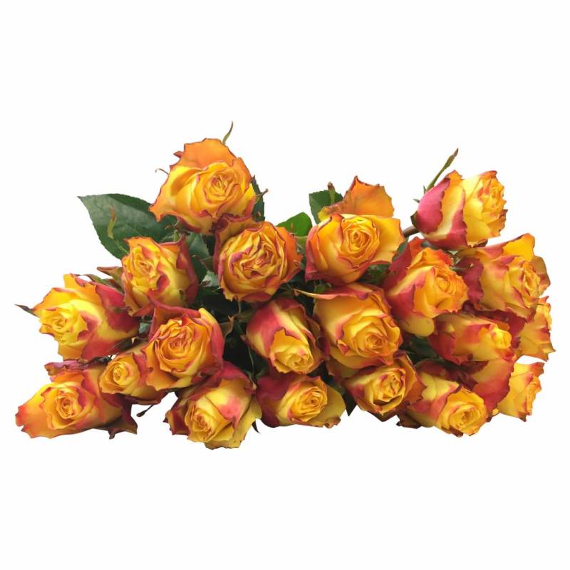 10 Rosen Gelb-Orange Newsflash von Dillenberger Blumen