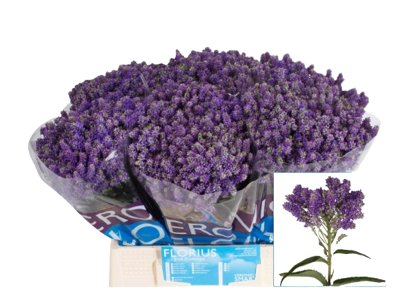 10 Veronica Smart Fountain von Dillenberger Blumen
