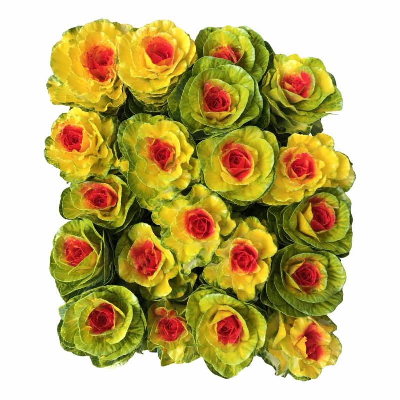 10 Zierkohl Gefärbt (Gelb-Rot) von Dillenberger Blumen