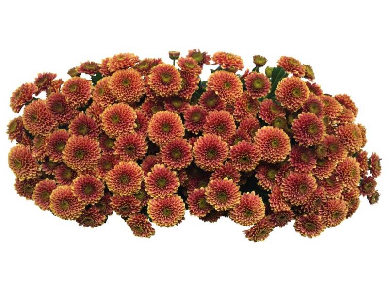 5 Santini Doria Orange (Rost) von Dillenberger Blumen