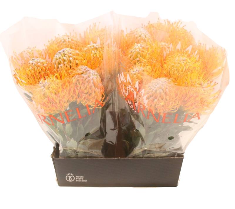 5 Stiele Leucospermum Ayoba Sun (Nadelkissen in Gelb-Orange) von Dillenberger Blumen