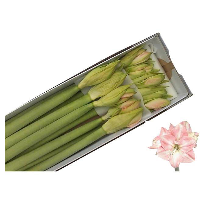 Amaryllis Darling von Dillenberger Blumen