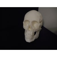 Menschliche Schädel Leben Größe | Knochen Anatomie Halloween Goth Tod Schreibtisch Dekor Home Office 3D Gedruckt Menschliche Schädel Leben Größe | Knochen Anatomie Halloween Goth Tod Schreibtisch Dekor Home Office 3D Gedruckt von DimensionsonDemand