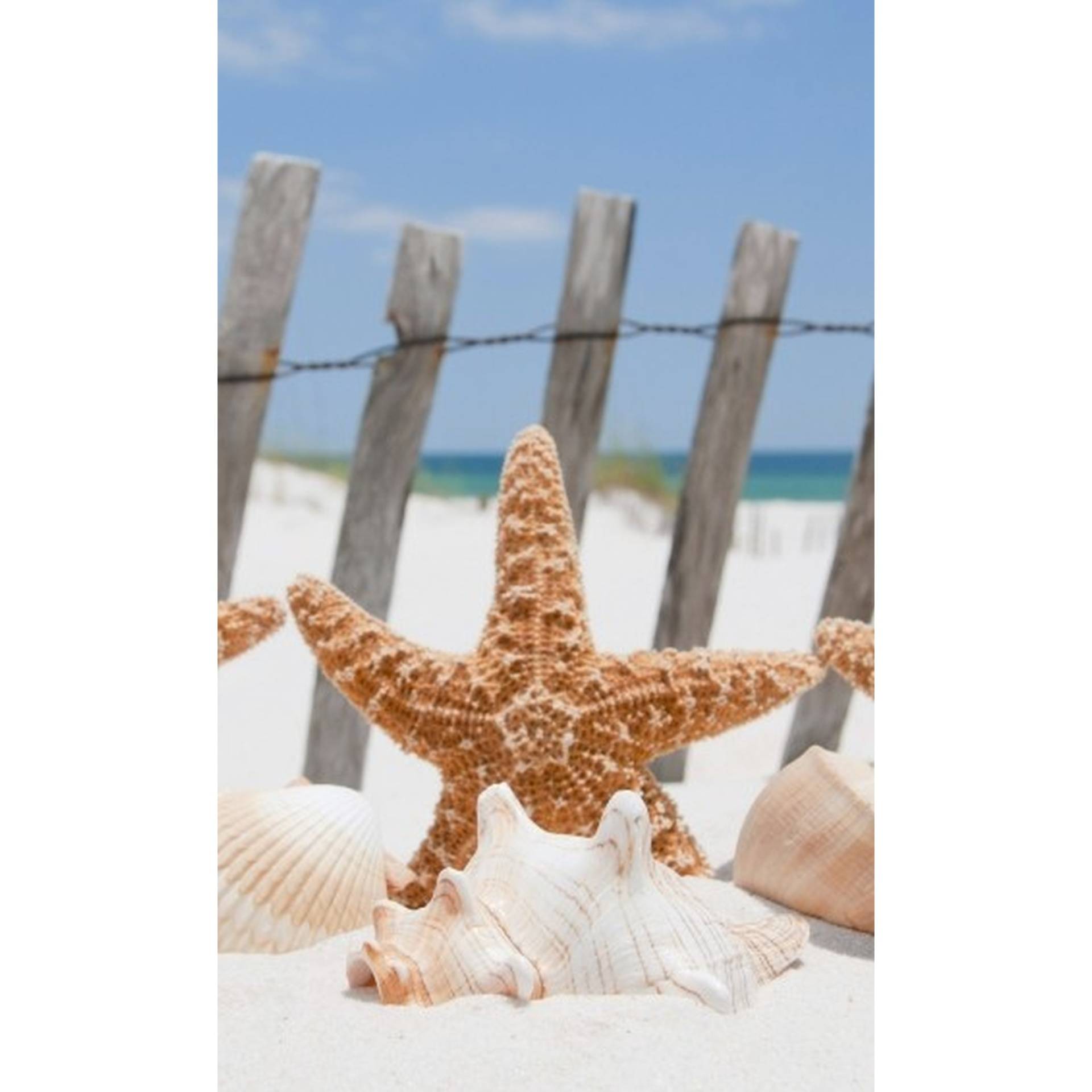 Dimex | Dimex Line | MS-2-0206 | Fototapete | Vlies | Versch. Größen | Strand & Meer | Beige Dimex | Dimex Line | MS-2-0206 | Fototapete | Vlies | Versch. Größen | Strand & Meer | Beige von Dimex