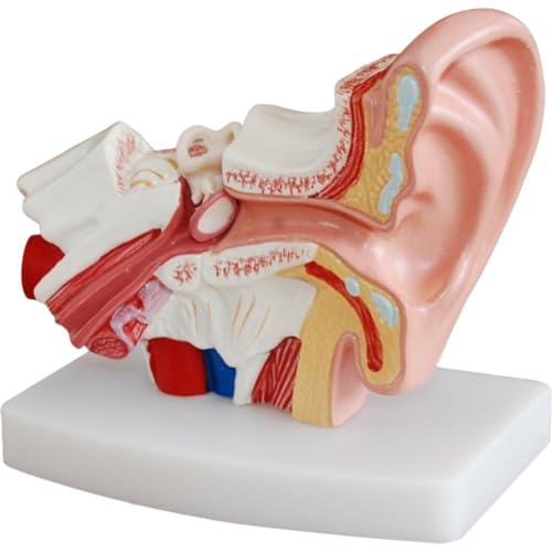 Dinntty 1,5X Ohr-anatomie-Modell, Das Innenohr-Labyrinth-Modell, Professionelles Menschliches Hörsystem-Modell, Hno-Simulation, Menschliches Modell von Dinntty
