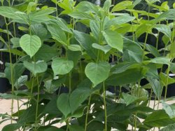 Lotuspflaume, 30-40 cm, Diospyros lotus, Containerware von Diospyros lotus
