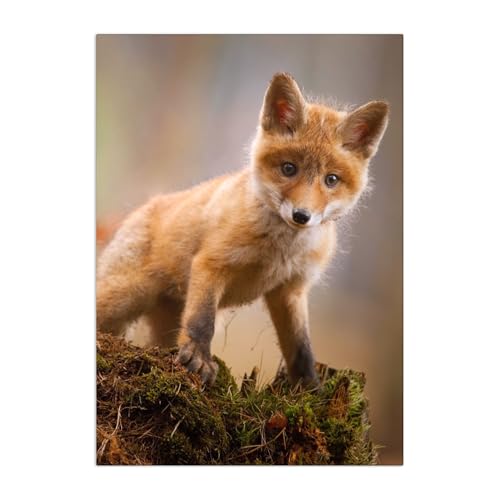 Displate - Poster aus Metall - Magnet-Montage - World Class Photos - Animals - Small Fox 45 cm x 32 cm von Displate
