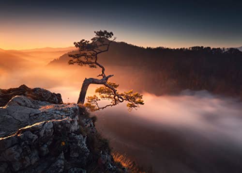 Displate - Poster aus Metall - Magnet-Montage - World Class Photos - Japan - Lonely Tree 67.5 cm x 48 cm von Displate