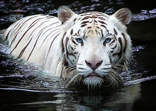 Displate - Poster aus Metall - Magnet-Montage - World Class Photos - Wild Animal Photos - His Majesty White Tiger - Größe L - 67,5x48cm Matt von Displate