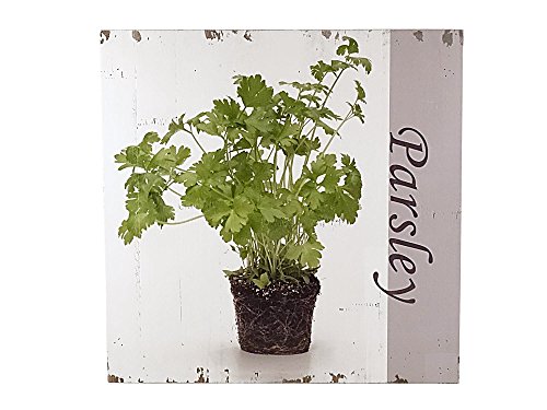 Disraeli, Rahmen Holz Parsley Pflanze prezzemol von Disraeli