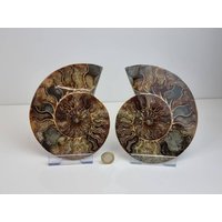 10 Großes Ammonit Fossil Paar von DistinctionCrystals