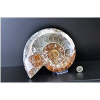 12 Großes Ammonit Fossil Cleoniceras Tief Poliert von DistinctionCrystals