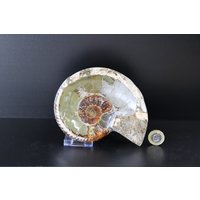 13 Großes Ammonit Fossil Cleoniceras Tief Poliert von DistinctionCrystals