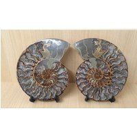 13 Großes Ammonit Fossil Paar von DistinctionCrystals