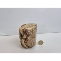14 Fossiles Holz Ast/stump - Versteinert von DistinctionCrystals