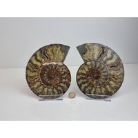 15 Großes Ammonit Fossil Paar von DistinctionCrystals