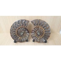 16 Großes Ammonit Fossil Paar von DistinctionCrystals