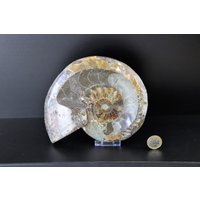 17 Großes Ammonit Fossil Cleoniceras Tief Poliert von DistinctionCrystals