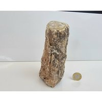 18 Fossiles Holz Ast/stump - Versteinert von DistinctionCrystals