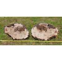 1P Extra Große Fossile Holz Scheibe Paar - Versteinertes Madagaskar von DistinctionCrystals