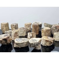1x Fossiler Holz Ast/stumpf - Versteinert von DistinctionCrystals