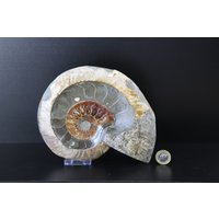21 Großes Ammonit Fossil Cleoniceras Tief Poliert von DistinctionCrystals
