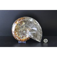 22 Großes Ammonit Fossil Cleoniceras Tief Poliert von DistinctionCrystals