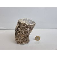 23 Fossiles Holz Ast/stump - Versteinert von DistinctionCrystals