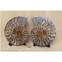 23 Großes Ammonit Fossil Paar von DistinctionCrystals