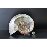25 Großes Ammonit Fossil Cleoniceras Tief Poliert von DistinctionCrystals
