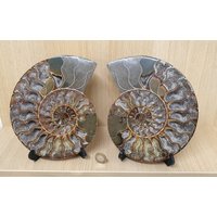 25 Großes Ammonit Fossil Paar von DistinctionCrystals