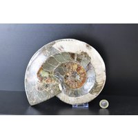 26 Großes Ammonit Fossil Cleoniceras Tief Poliert von DistinctionCrystals