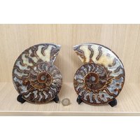 26 Großes Ammonit Fossil Paar von DistinctionCrystals