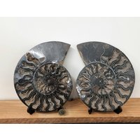 35 Großes Schwarzes Ammonit Fossil Paar von DistinctionCrystals