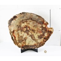 4 Extra Große Fossile Holzscheibe - Versteinertes Holz Madagaskar von DistinctionCrystals