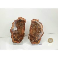 4 Fossil Holzscheiben Paar - Versteinertes Holz Madagaskar von DistinctionCrystals