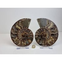 4 Großes Ammonit Fossil Paar von DistinctionCrystals