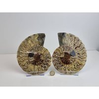 42 Großes Ammonit Fossil Paar von DistinctionCrystals